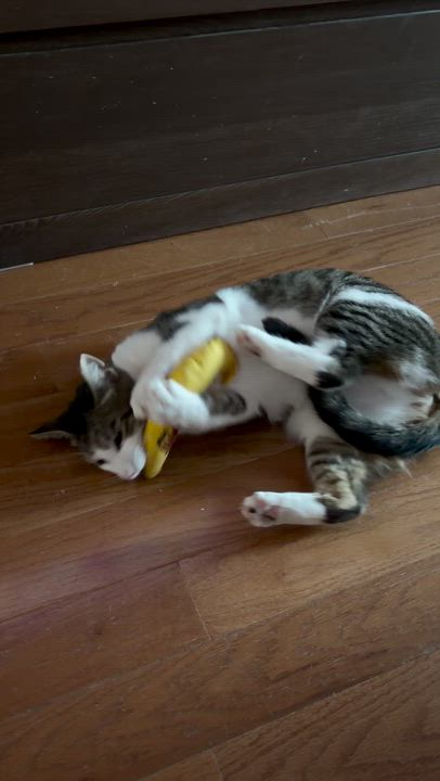 Enlarge Rosebud, a ADOPTABLE Domestic Short Hair in brooklyn, NY video 3/6