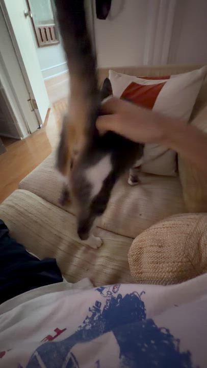 Enlarge Rosebud, a ADOPTABLE Domestic Short Hair in brooklyn, NY video 5/6