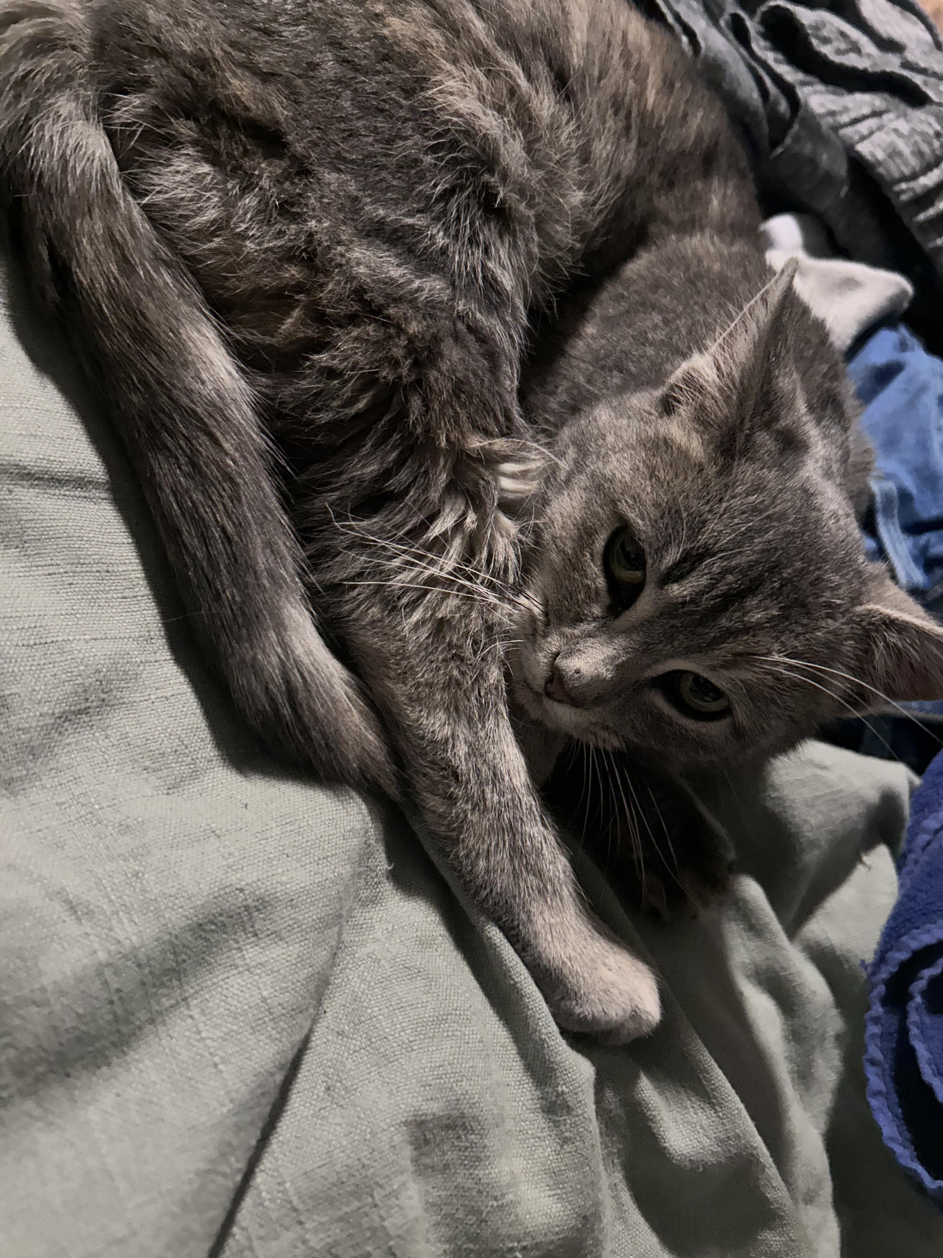 Enlarge Everest, a Adoptable Domestic Short Hair in Chaska, MN image 5/6