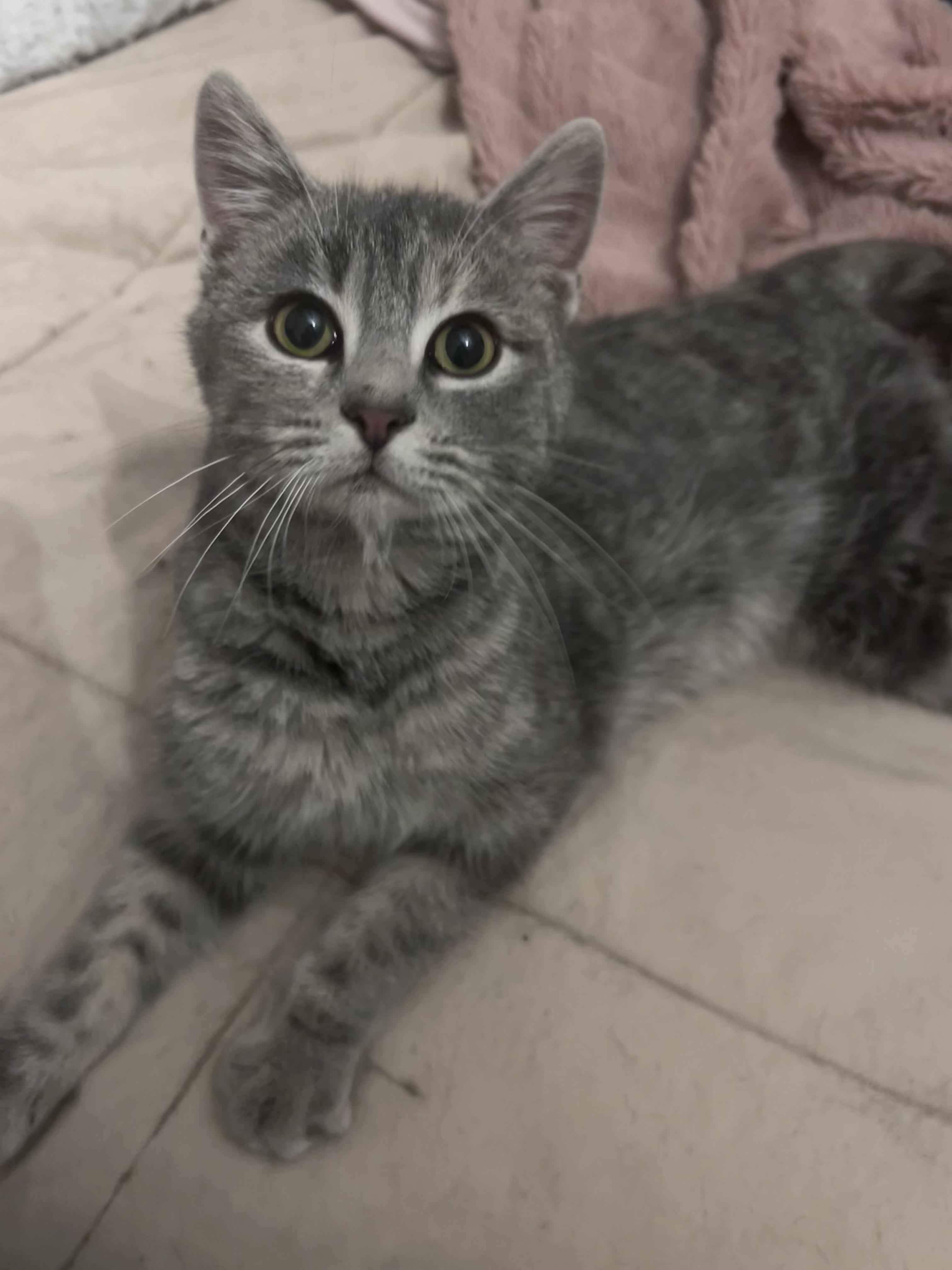 Enlarge Everest, a Adoptable Domestic Short Hair in Chaska, MN image 2/6