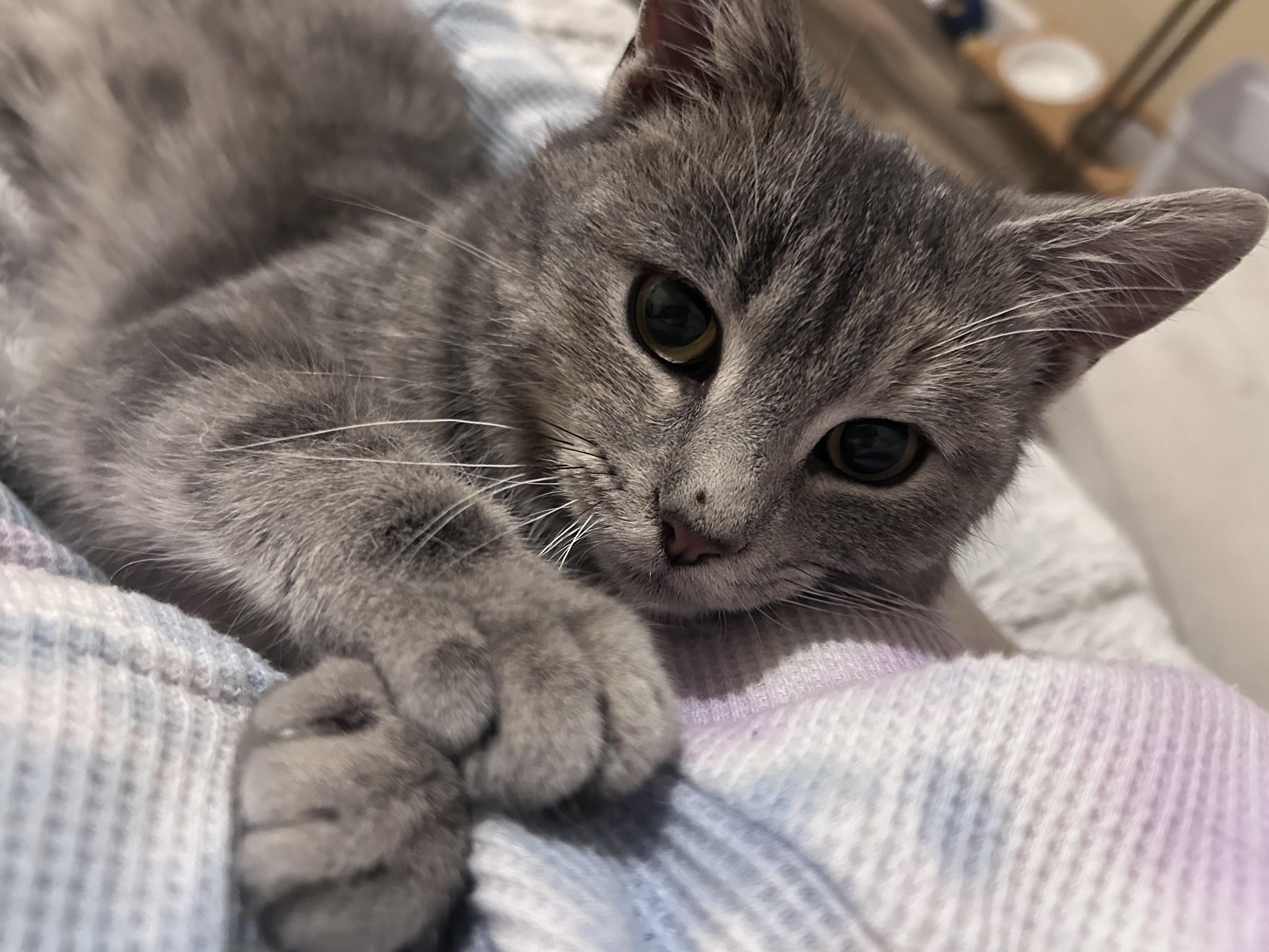 Everest, Adoptable, Kitten Female Domestic Short Hair.