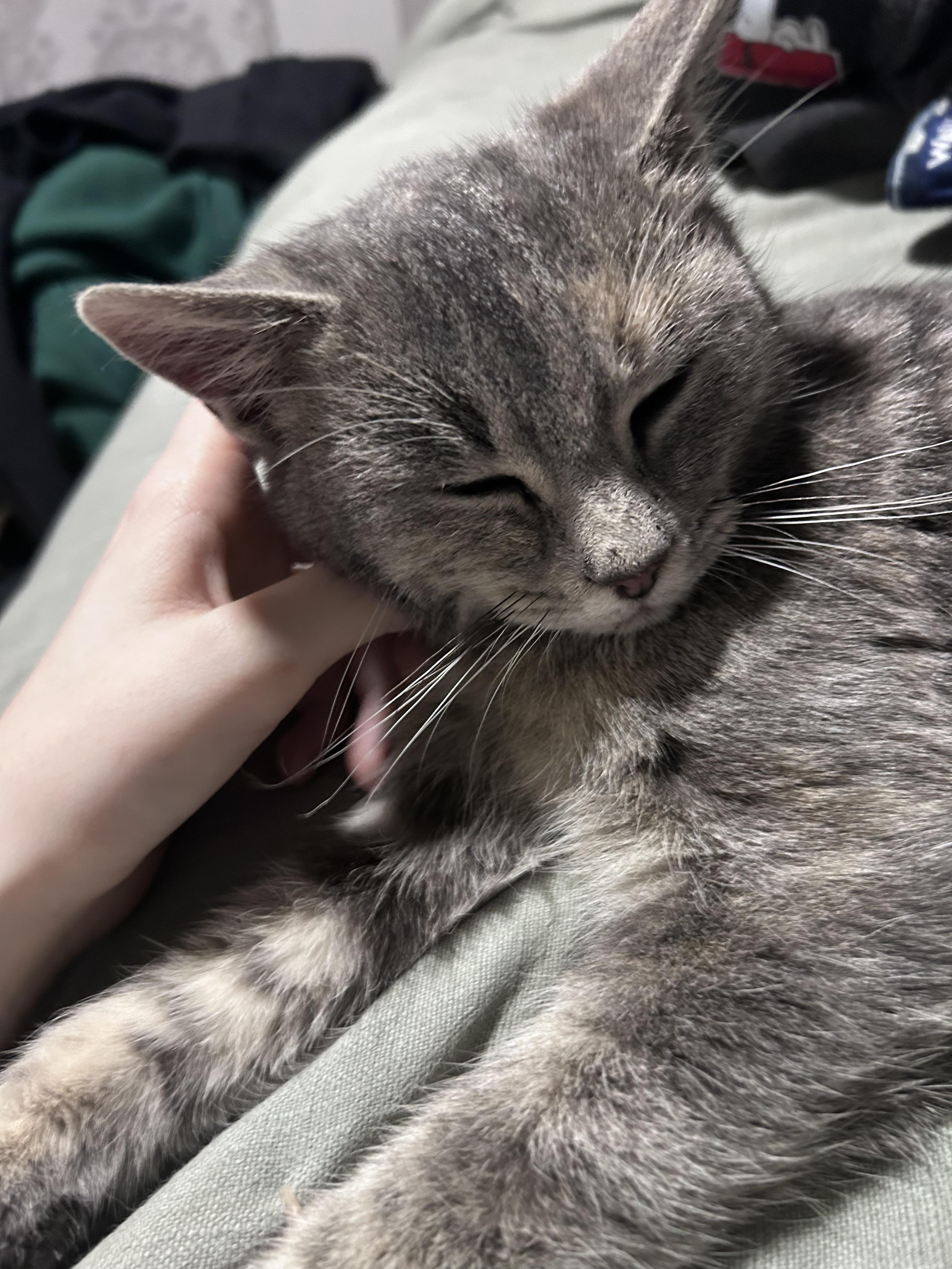 Enlarge Everest, a Adoptable Domestic Short Hair in Chaska, MN image 4/6