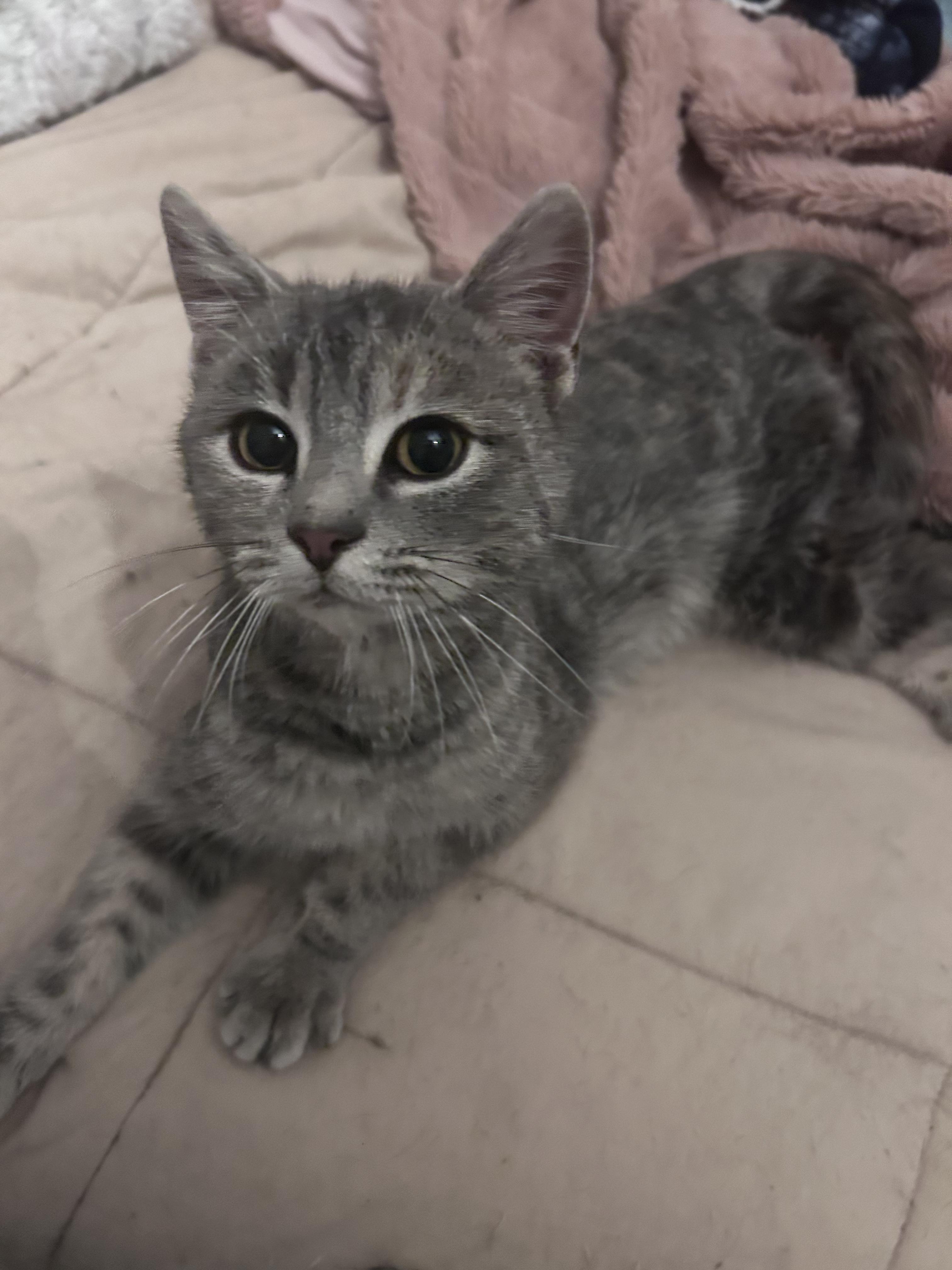 Enlarge Everest, a Adoptable Domestic Short Hair in Chaska, MN image 3/6