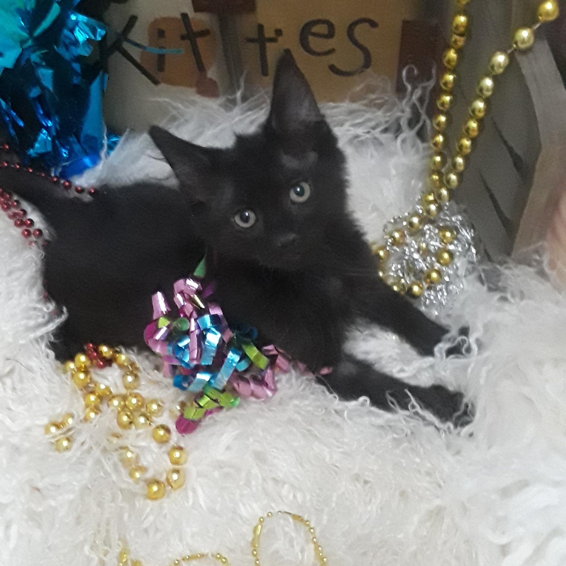 Cat for adoption Jett bombay mix M 2lb fully vetted/kids 100, a