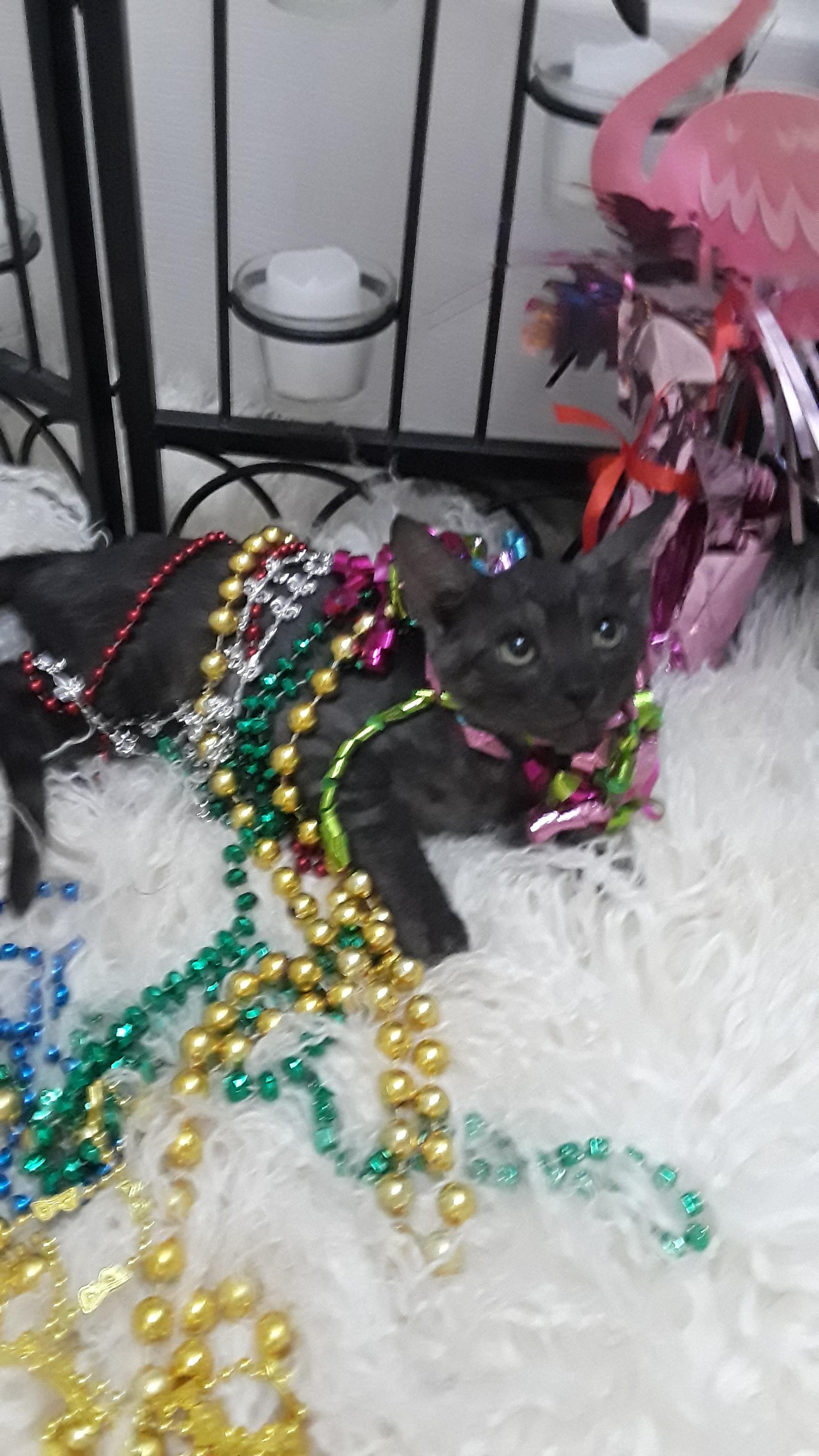 Jett bombay mix M 2lb fully vetted/kids $100 photo 2