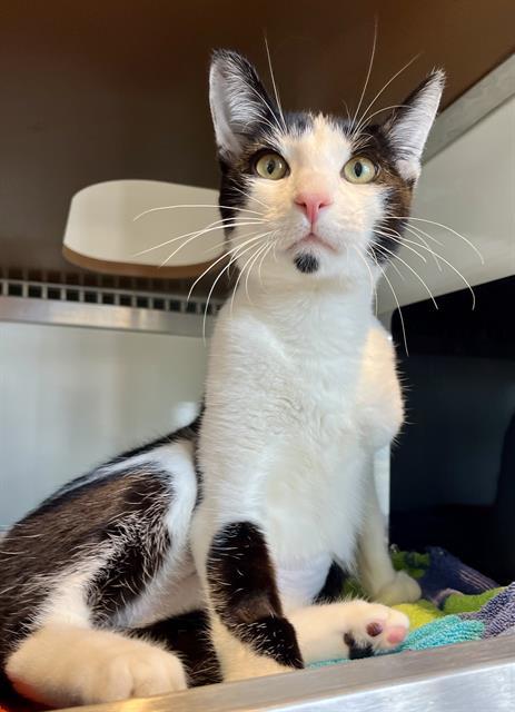 TRAVIESO, Adoptable, Young Male Domestic Short Hair.