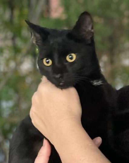 Nacho, a Adopted Bombay in Hampton, VA image 1/2