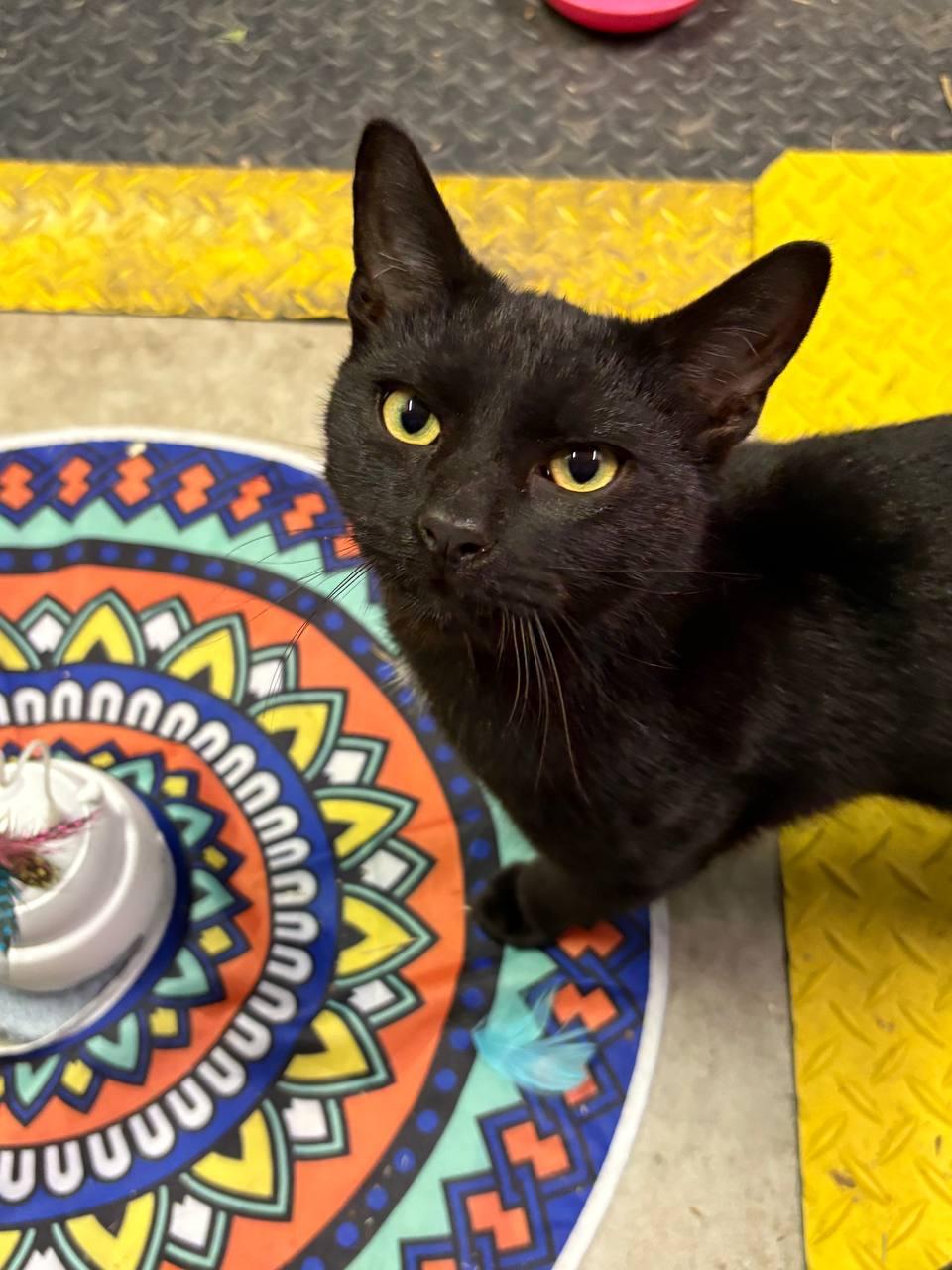 Nacho, Adopted, Young Male Bombay.