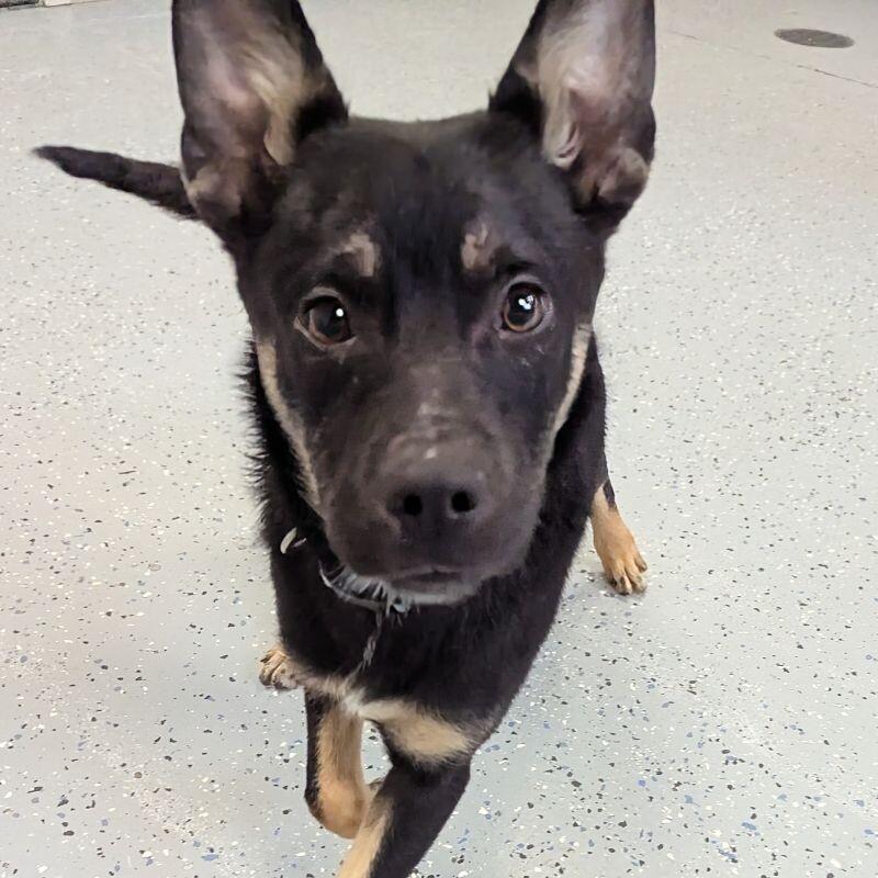 Shem, Adoptable, Young Male Shepherd & Mixed Breed.