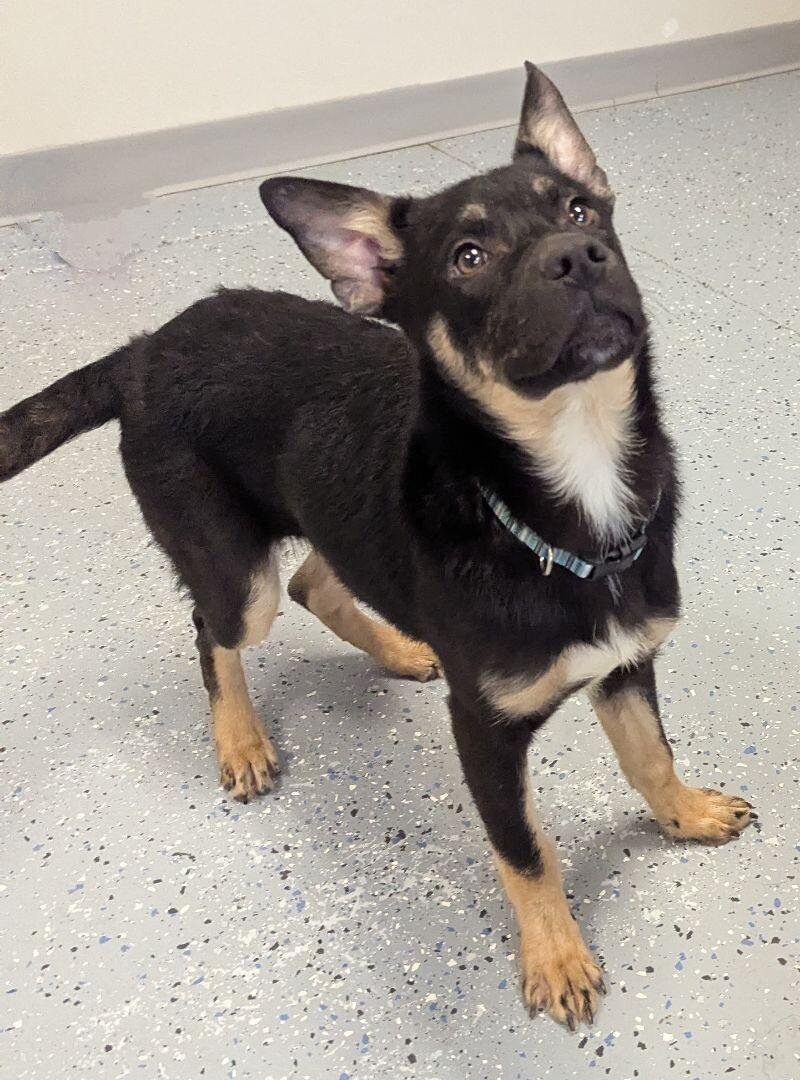 Enlarge Shem, a Adoptable mixed breed in Yankton, SD image 3/3