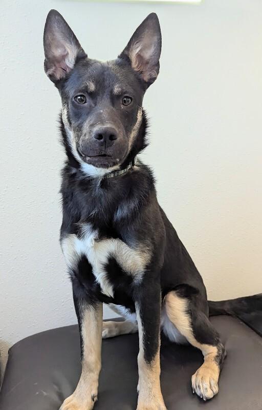 Shem, Adoptable, Young Male Shepherd & Mixed Breed.
