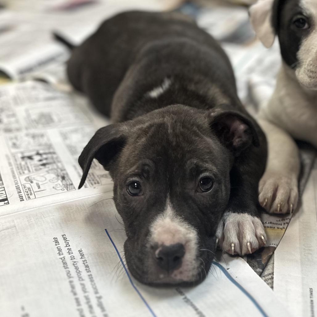 North Dakota, Adoptable, Puppy Female Mixed Breed.