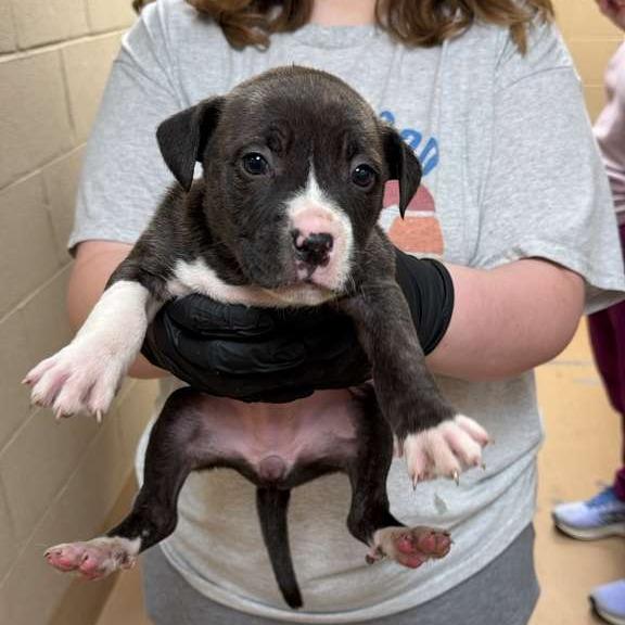 North Dakota, a Adoptable Mixed Breed in Gadsden, AL image 2/4