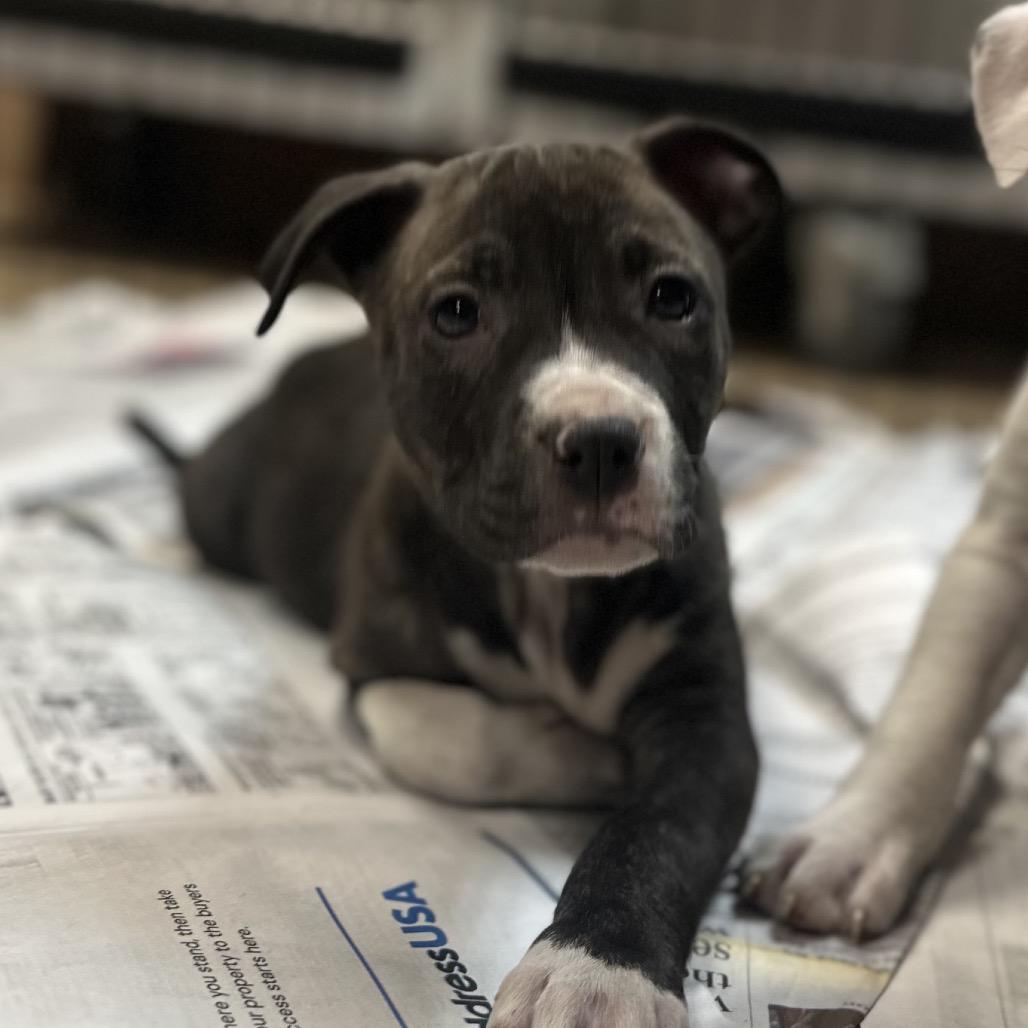 North Dakota, a Adoptable Mixed Breed in Gadsden, AL image 3/4