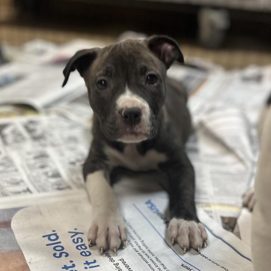 North Dakota, a Adoptable Mixed Breed in Gadsden, AL image 4/4