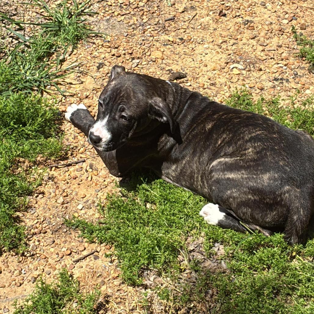 Enlarge North Dakota, a Adoptable Mixed Breed in Gadsden, AL image 5/6