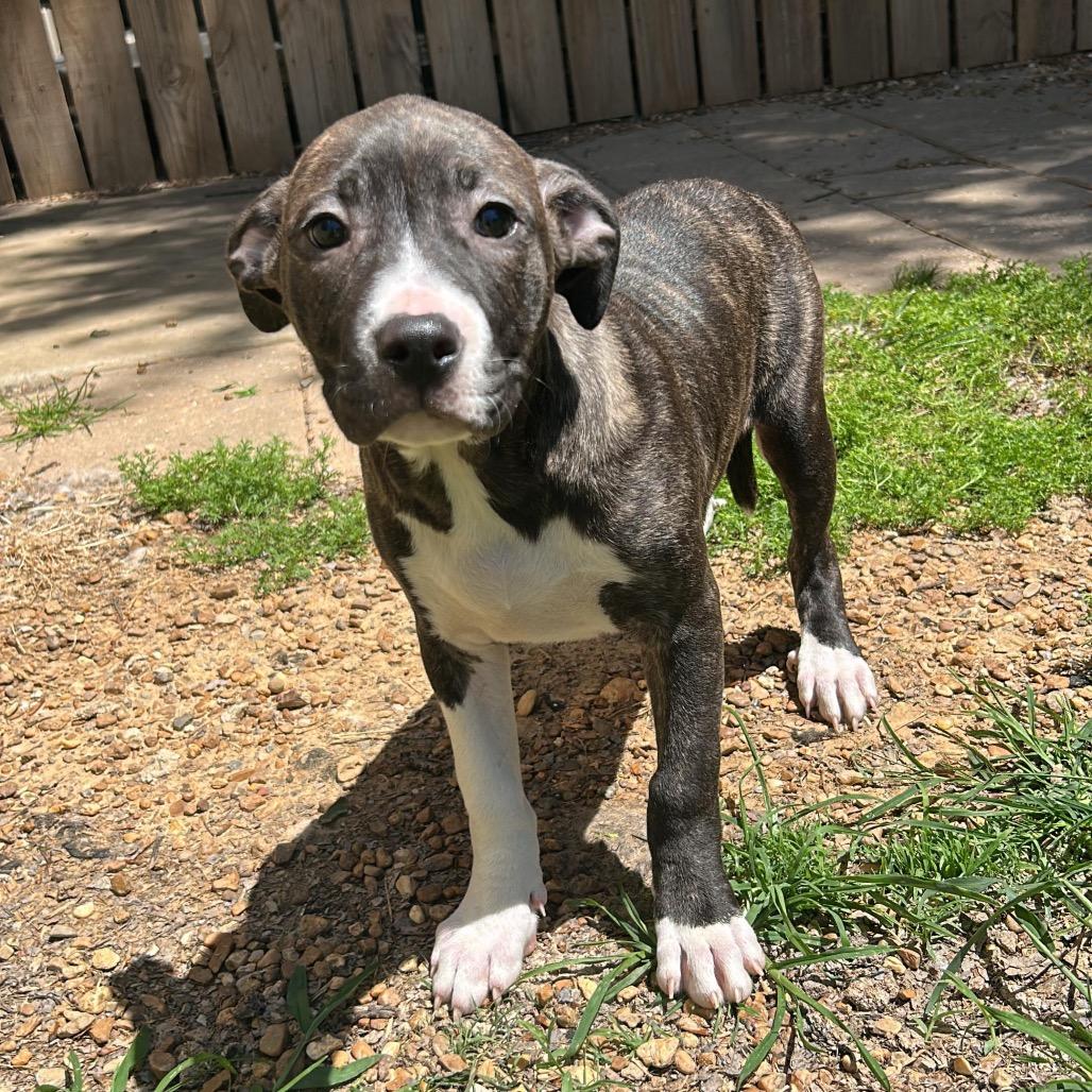 Enlarge North Dakota, a Adoptable Mixed Breed in Gadsden, AL image 6/6