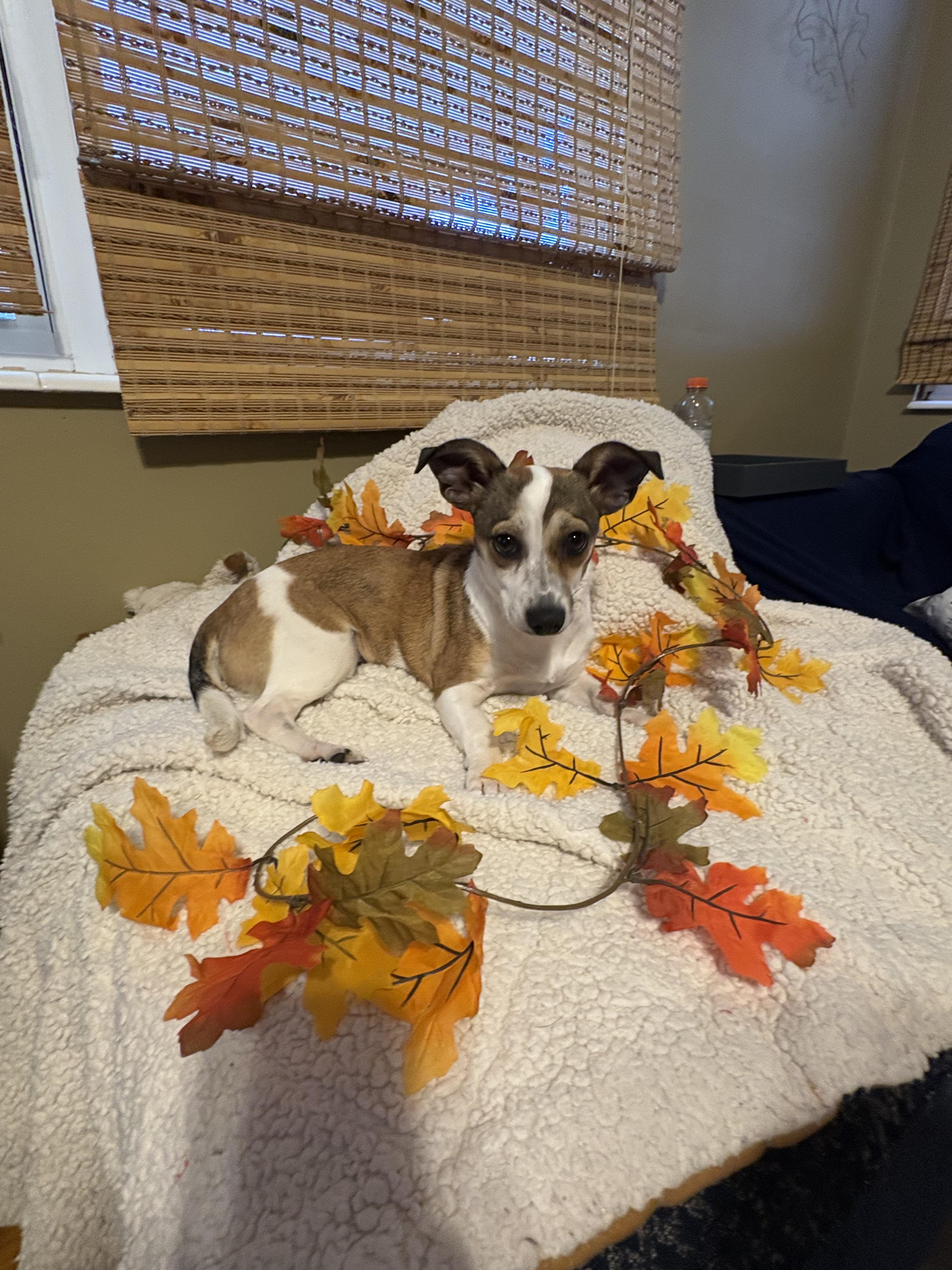 Enlarge Autumn, an adopted mixed breed in Centerville, GA image 1/4