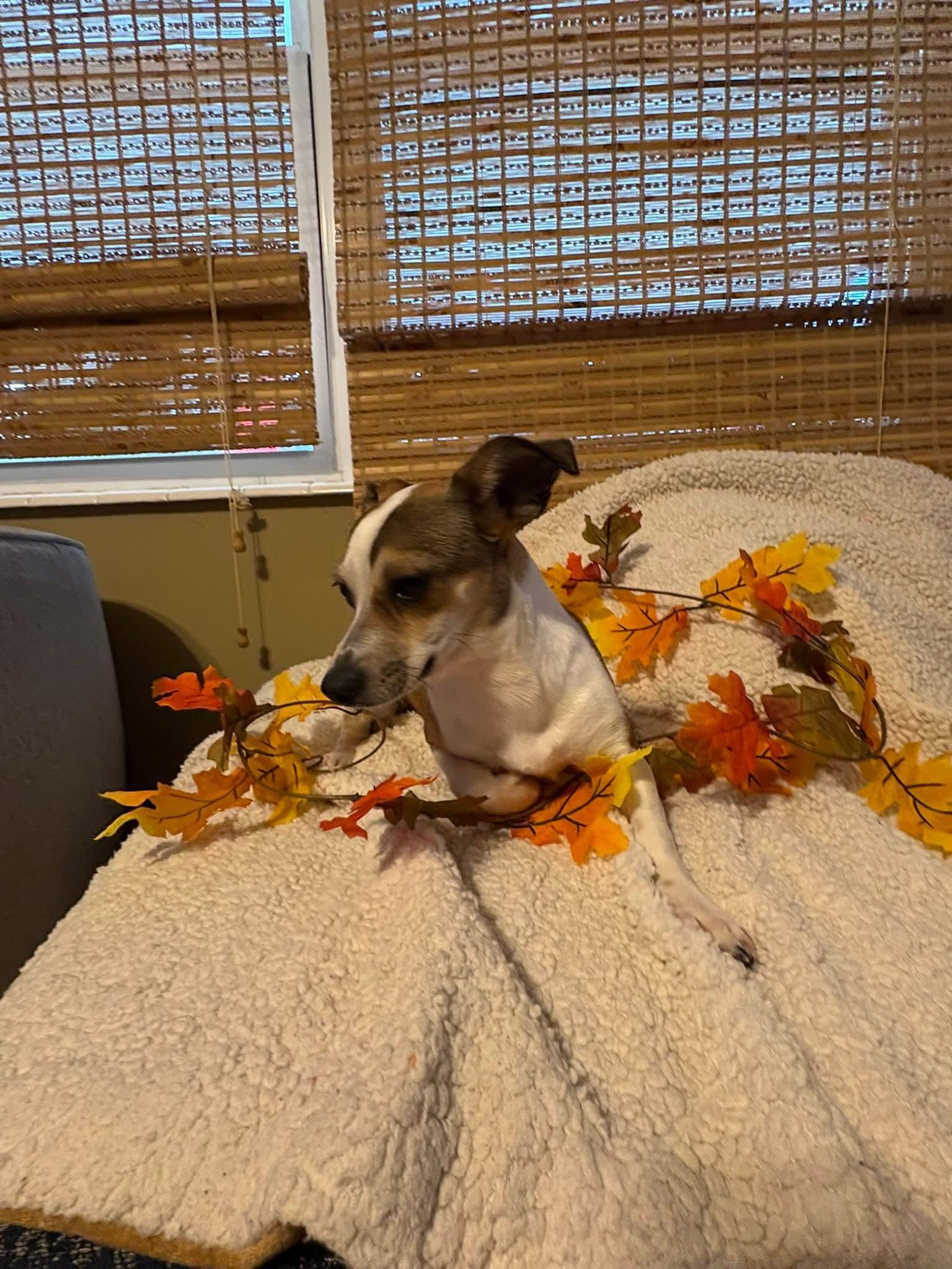 Enlarge Autumn, an adopted mixed breed in Centerville, GA image 2/4