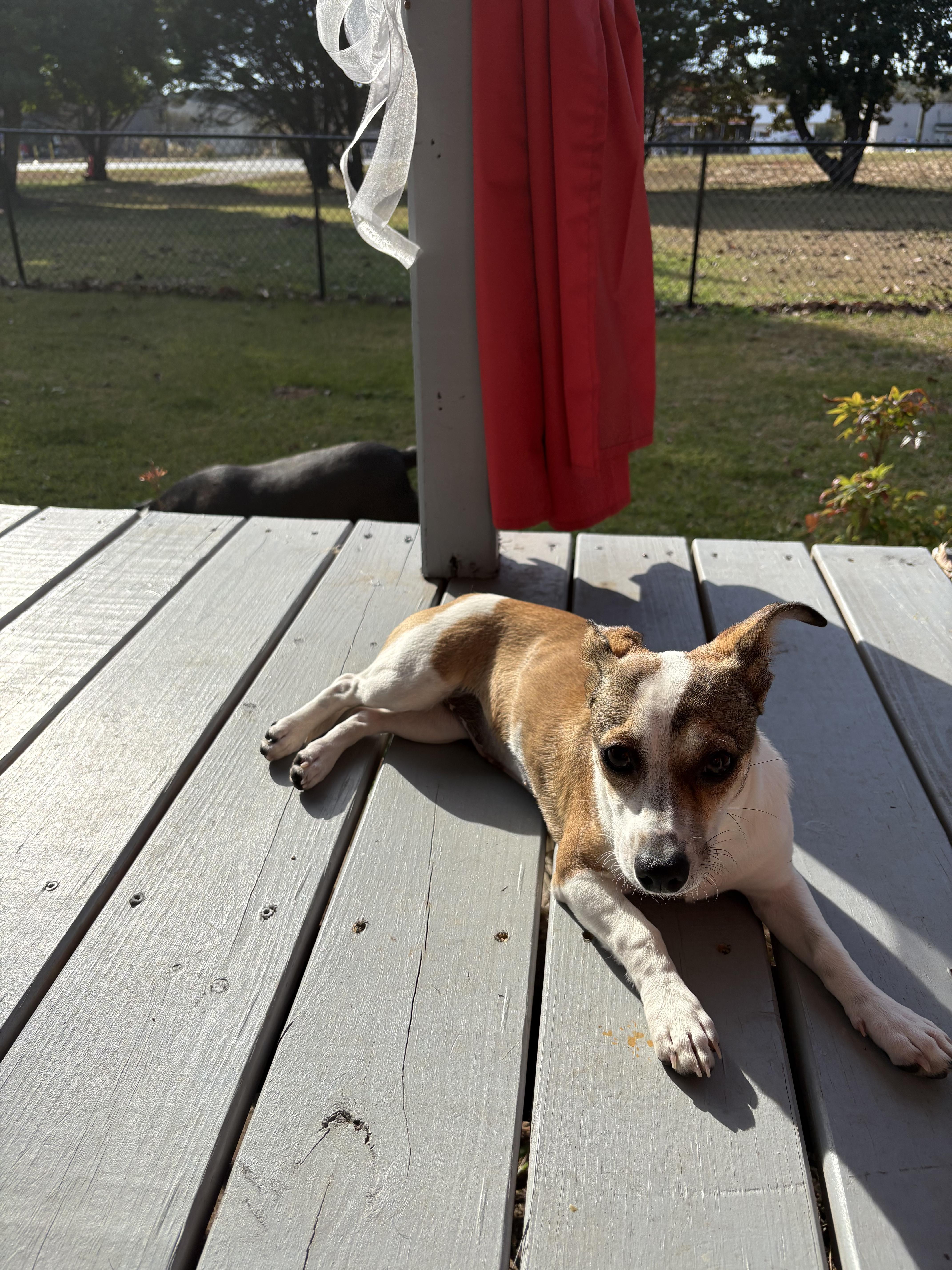 Enlarge Autumn, an adopted mixed breed in Centerville, GA image 3/4