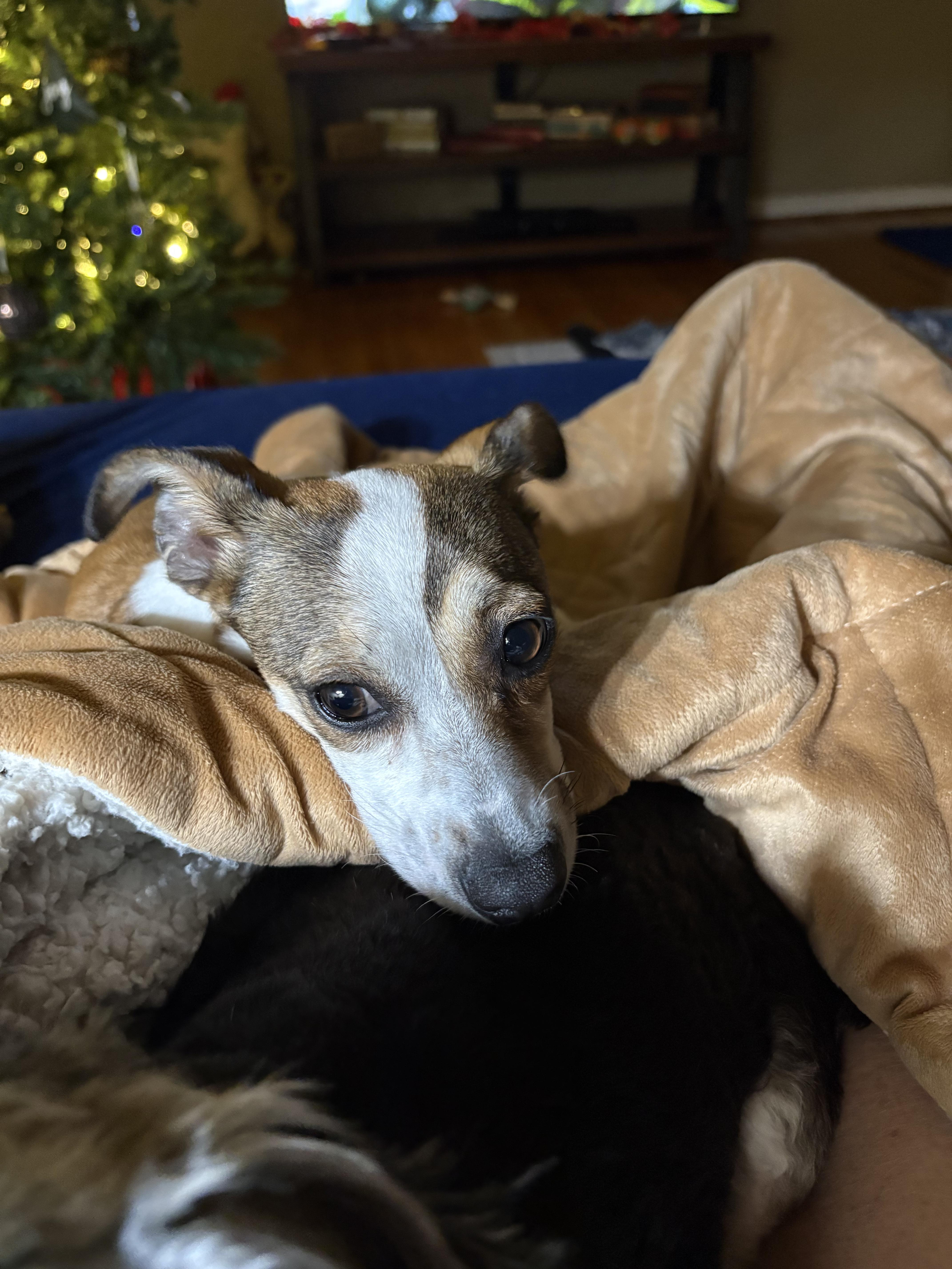 Enlarge Autumn, an adopted mixed breed in Centerville, GA image 4/4
