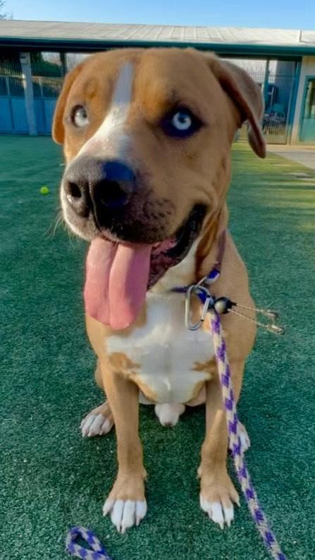 Enlarge Fettie- Loving and Fun, a Adoptable mixed breed in Santa Barbara, CA image 5/5