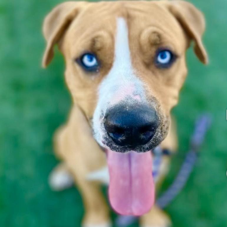Enlarge Fettie- Loving and Fun, a Adoptable mixed breed in Santa Barbara, CA image 1/5