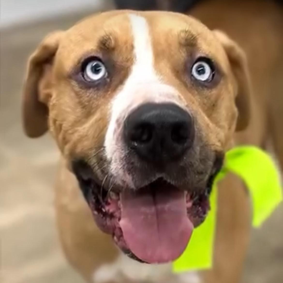 Enlarge Fettie- Loving and Fun, a Adoptable mixed breed in Santa Barbara, CA image 2/5