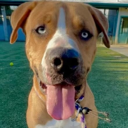 Enlarge Fettie- Loving and Fun, a Adoptable mixed breed in Santa Barbara, CA image 4/5