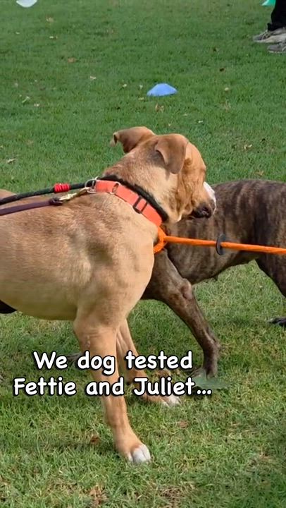 Enlarge Fettie- Loving and Fun, a Adoptable mixed breed in Santa Barbara, CA video 3/5