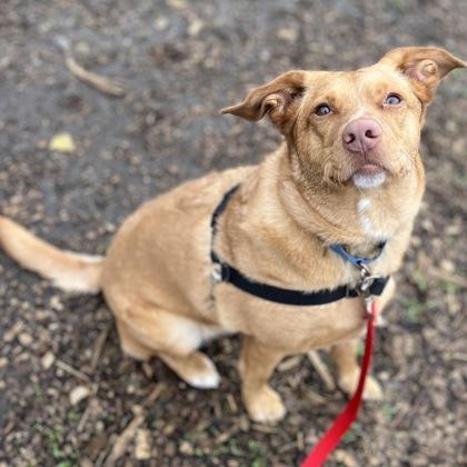 Syrup, Adoptable, Young Female Mixed Breed & Mixed Breed.