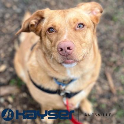 Enlarge Syrup, a Adoptable mixed breed in Janesville, WI image 2/3