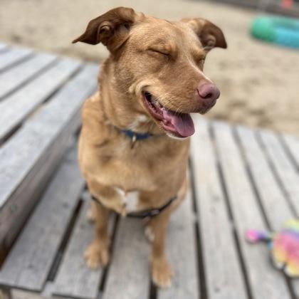 Enlarge Syrup, a Adoptable mixed breed in Janesville, WI image 1/3