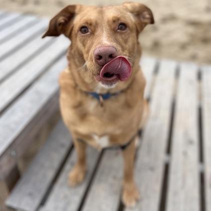 Enlarge Syrup, a Adoptable mixed breed in Janesville, WI image 2/3