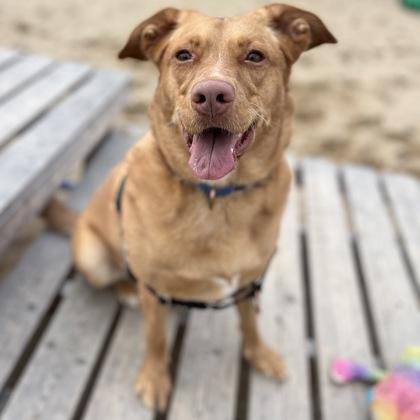 Enlarge Syrup, a Adoptable mixed breed in Janesville, WI image 3/3