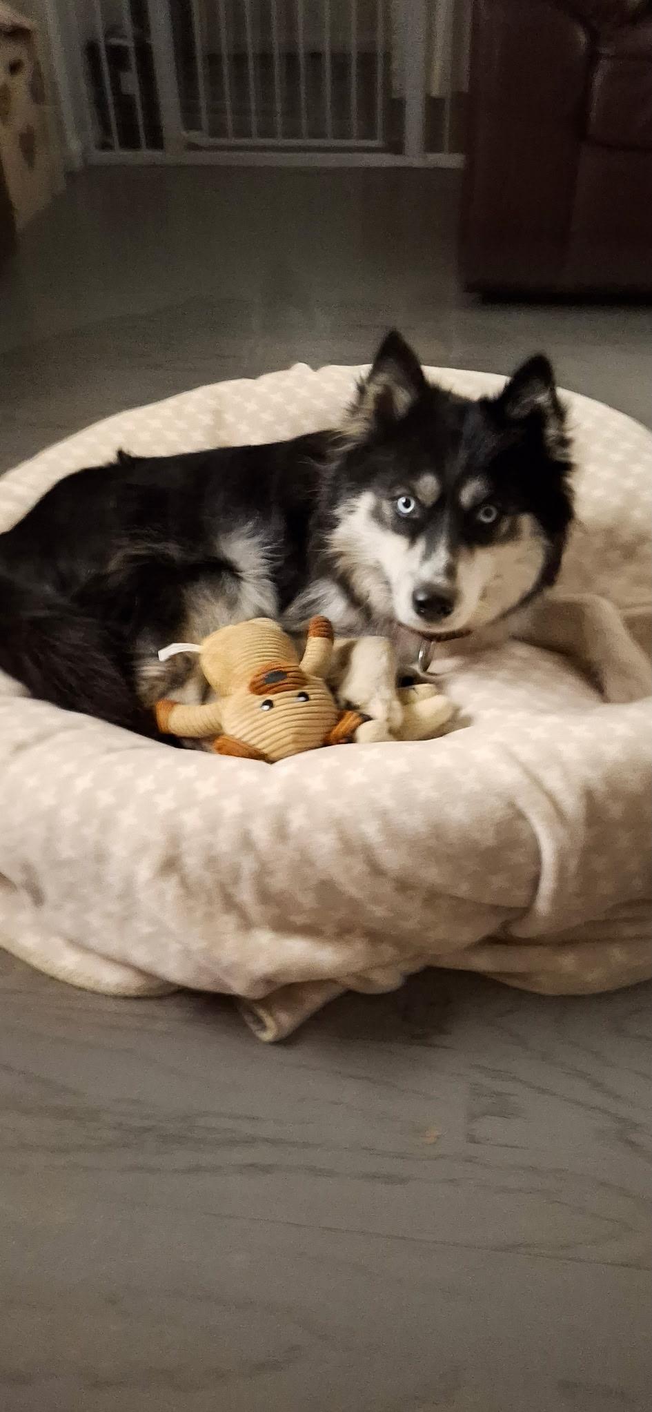 Enlarge Sydney, a Adoptable mixed breed in Thousand Oaks, CA image 2/6