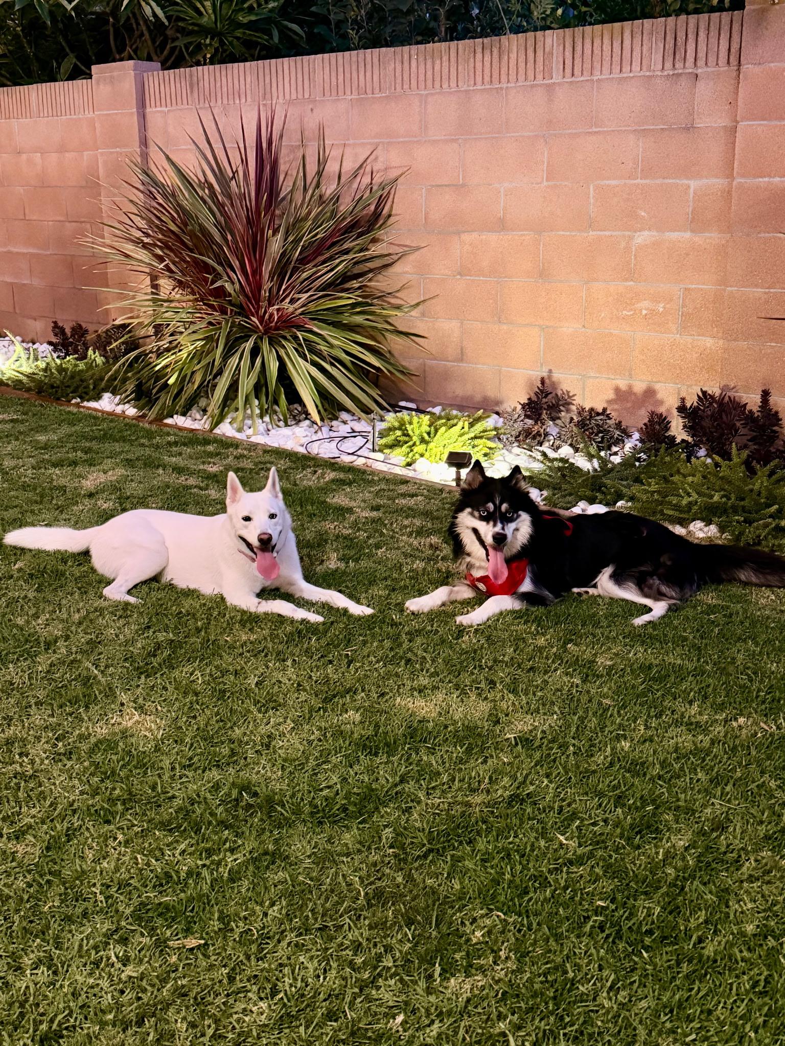 Enlarge Sydney, a Adoptable mixed breed in Thousand Oaks, CA image 3/6