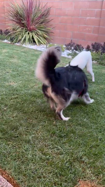 Enlarge Sydney, a Adoptable mixed breed in Thousand Oaks, CA video 6/6