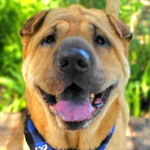 Anthony, Adoptable, Senior Male Shar-Pei & Akita.