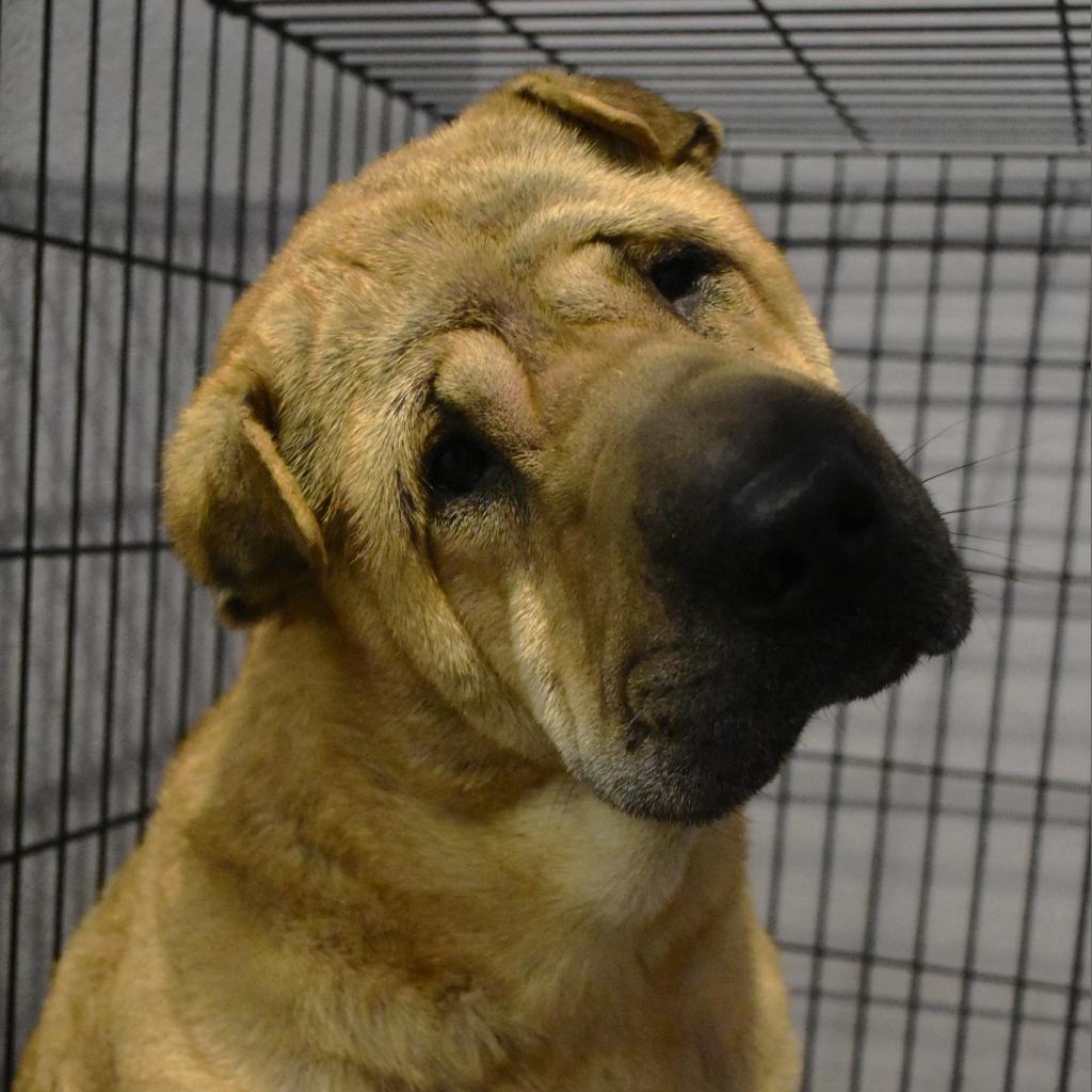 Anthony, a Adoptable mixed breed in Port Charlotte, FL image 1/6