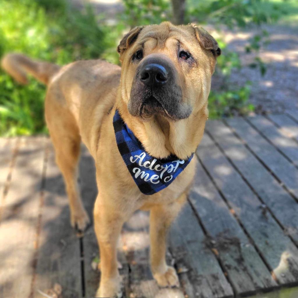 Anthony, a Adoptable mixed breed in Port Charlotte, FL image 3/6
