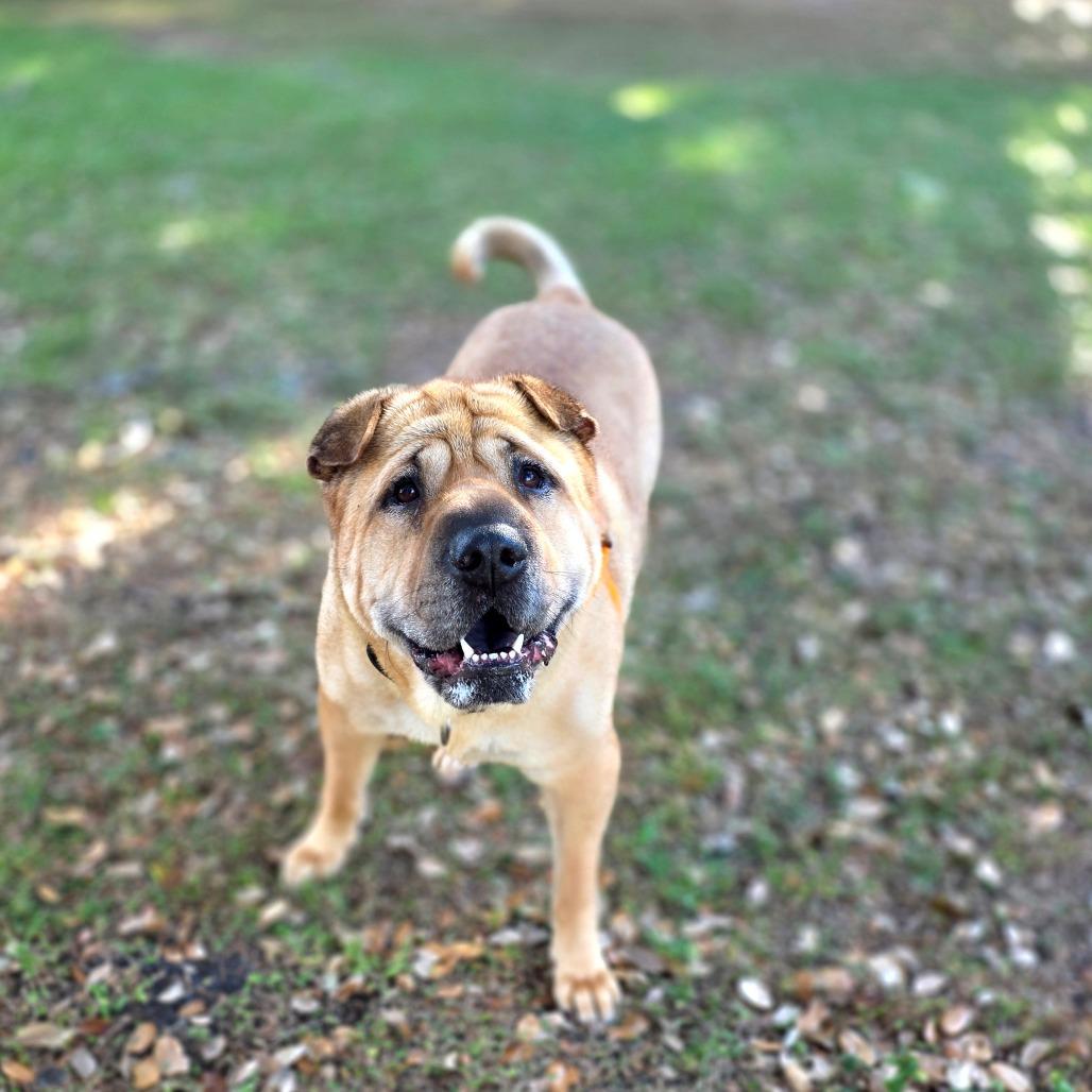 Anthony, a Adoptable mixed breed in Port Charlotte, FL image 4/6
