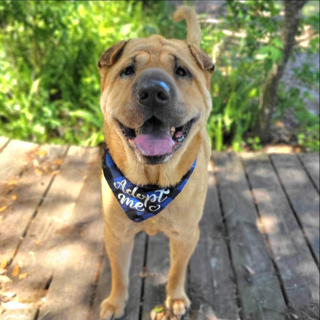 Anthony, a Adoptable mixed breed in Port Charlotte, FL image 6/6