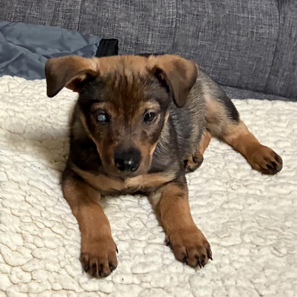 Nugget, a Adoptable Terrier in Sonoma, CA image 1/4