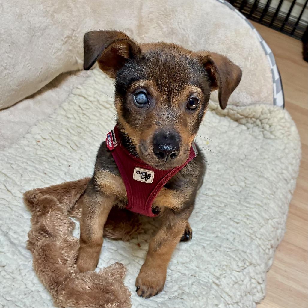 Nugget, a Adoptable Terrier in Sonoma, CA image 2/4