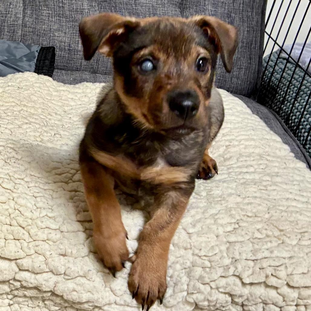 Nugget, a Adoptable Terrier in Sonoma, CA image 3/4
