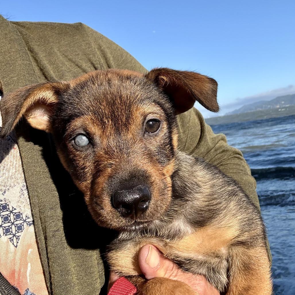 Nugget, a Adoptable Terrier in Sonoma, CA image 4/4