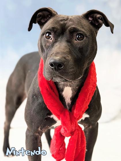 Nintendo, Adoptable, Adult Female Pit Bull Terrier & Mixed Breed.