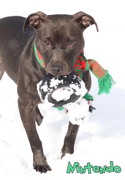 Enlarge Nintendo, a Adoptable mixed breed in Mason, MI image 3/3