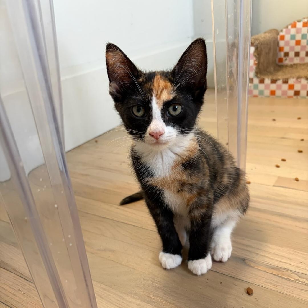 Willow, Adoptable, Kitten Female Calico & Domestic Short Hair.